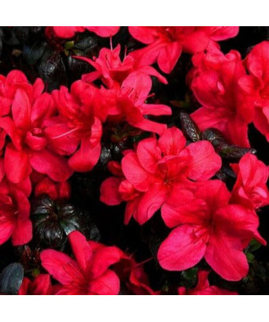 Rododendrs (Azālija) 'Marushka' pods, 2L