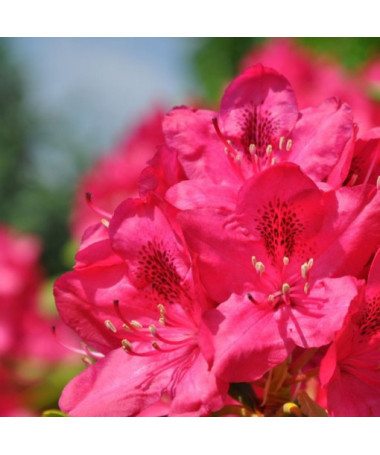Rododendrs (Azālija) Nova Zembla pods, 2L