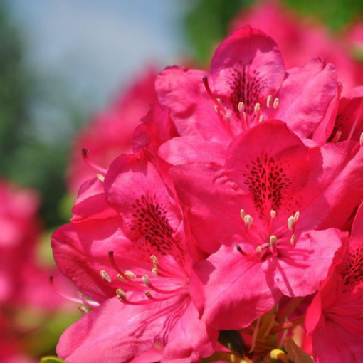 Rododendrs (Azālija) Nova Zembla pods, 2L