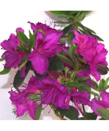 Rododendrs (Azālija) 'Koningstein' pods, 2L