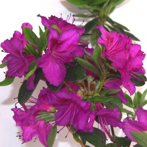 Rododendrs (Azālija) 'Koningstein' pods, 2L