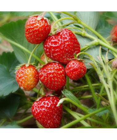 Zemenes 'Honeoye' pods, P9