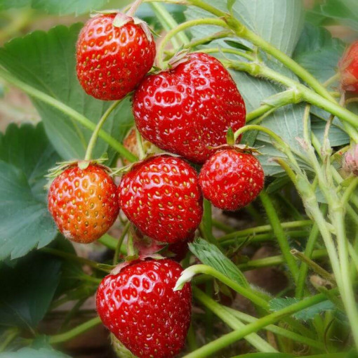 Zemenes 'Honeoye' pods, P9