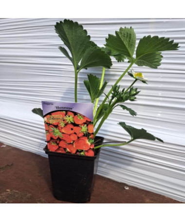 Zemenes 'Honeoye' pods, P9