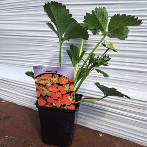 Zemenes 'Honeoye' pods, P9