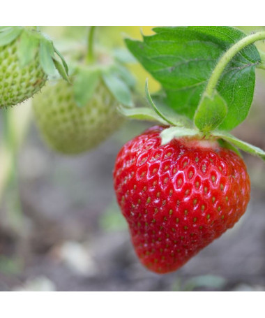 Zemenes 'Temptation' karājams pods, P9