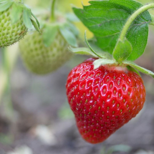 Zemenes 'Temptation' karājams pods, P9