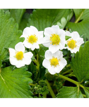Dzeltenā zemenes 'Yellow Wonder' pods, P9