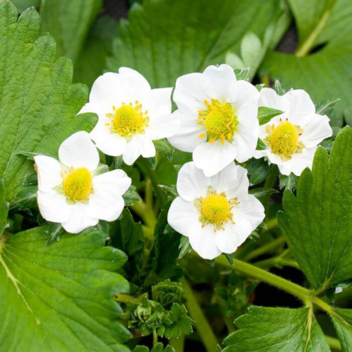 Dzeltenā zemenes 'Yellow Wonder' pods, P9