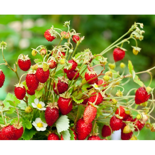 Meža zemenes Regina pods, P9