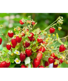 Meža zemenes Regina pods, P9