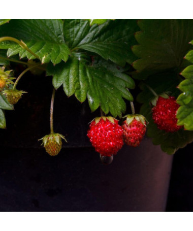 Meža zemenes Regina pods, P9