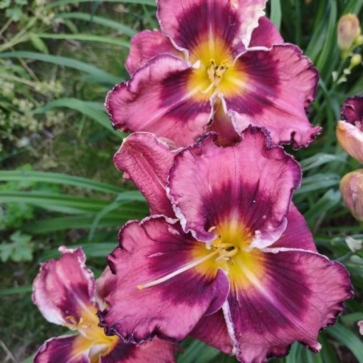 Dienlija 'Happy Surprise' pods, 2L