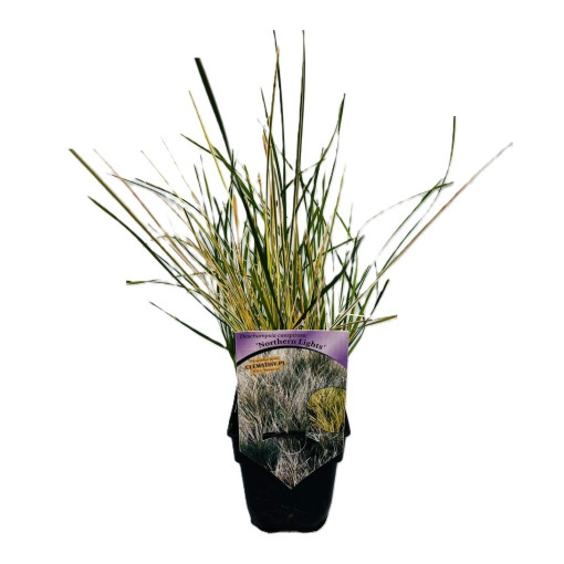 Cemeres 'Northern Lights' P9/C1