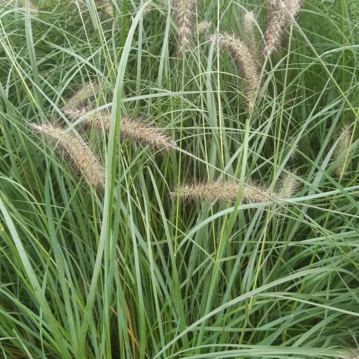 Japāņu šķiedrgalvīte LADY U P9/C1