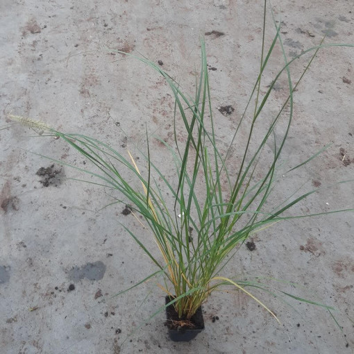 Japāņu šķiedrgalvīte LADY U P9/C1