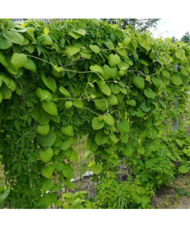 Liellapu kokornaks P9/C1