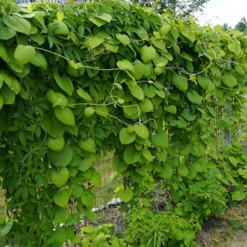 Liellapu kokornaks P9/C1