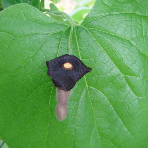 Liellapu kokornaks P9/C1