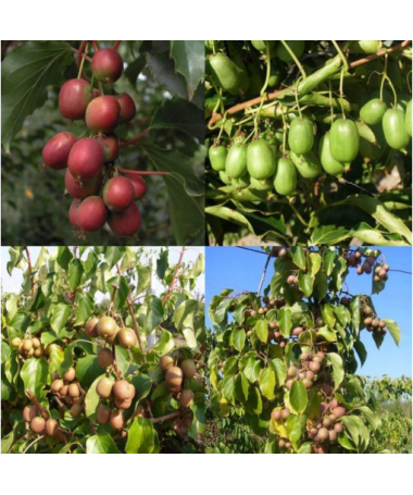 Komplekts no 4 gab. Kiwi Actinidia MIX marķēts P9/C1