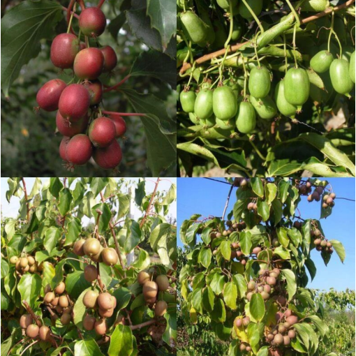 Komplekts no 4 gab. Kiwi Actinidia MIX marķēts P9/C1