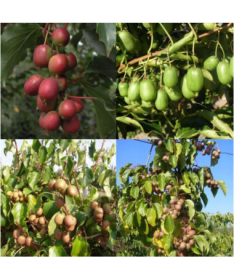 Komplekts no 4 gab. Kiwi Actinidia MIX marķēts P9/C1