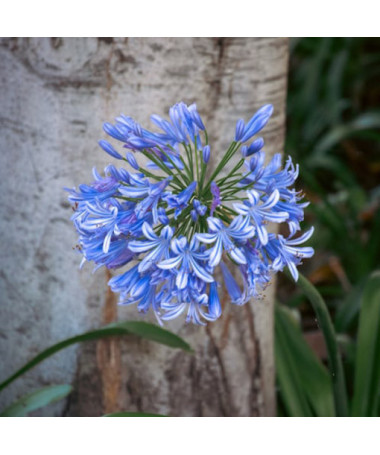 Zilais Agapants (Agapanthus Africanus) stādi 2L podos