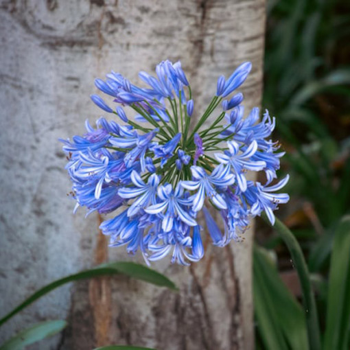 Zilais Agapants (Agapanthus Africanus) stādi 2L podos
