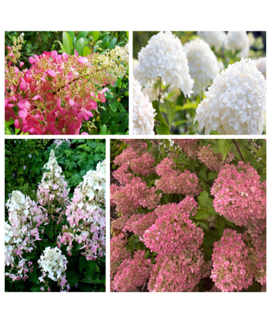 Komplekts 3 gab. - Buķetveida hortenzijas P9/C1 podos