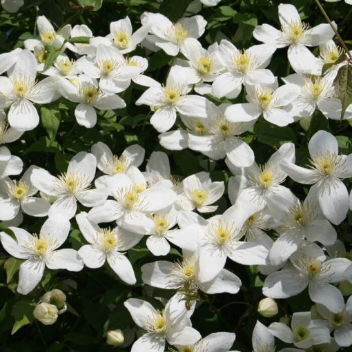 Clematis montana 'Chrysocoma' P9/C1