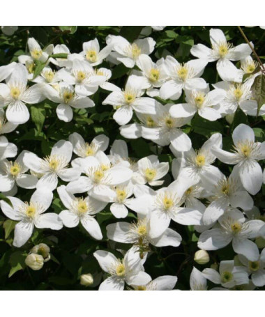 Clematis montana 'Chrysocoma' pods. 2L
