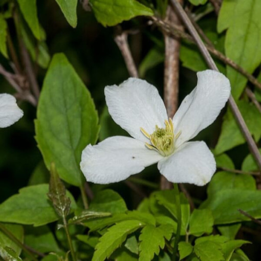 Kalnu ķlematis Montana 'Wilsonii' pods. 2L