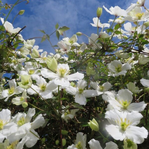 Kalnu ķlematis Montana 'Wilsonii' pods. 2L