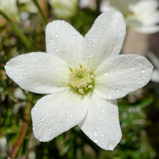 Clematis 'Joe' pods. 2L