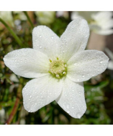 Clematis 'Joe' pods. 2L