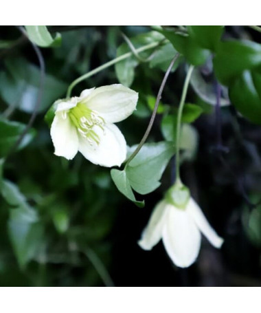 Clematis Cirrhosa 'Jingle Bells' pods. 2L