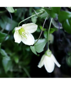 Clematis Cirrhosa 'Jingle Bells' pods. 2L
