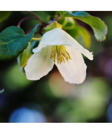Clematis Cirrhosa 'Jingle Bells' pods. 2L