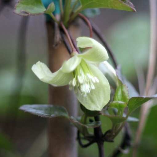 Clematis Cirrhosa 'Wisley Cream' pods. 2L