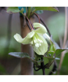 Clematis Cirrhosa 'Wisley Cream' pods. 2L