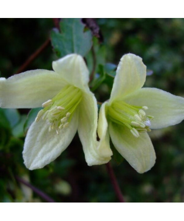 Clematis Cirrhosa 'Wisley Cream' pods. 2L