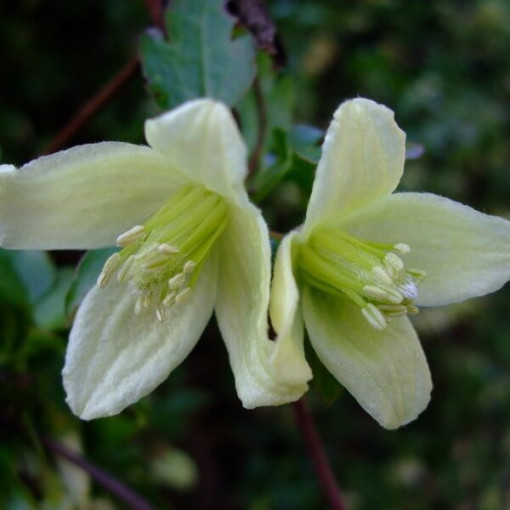 Clematis Cirrhosa 'Wisley Cream' pods. 2L