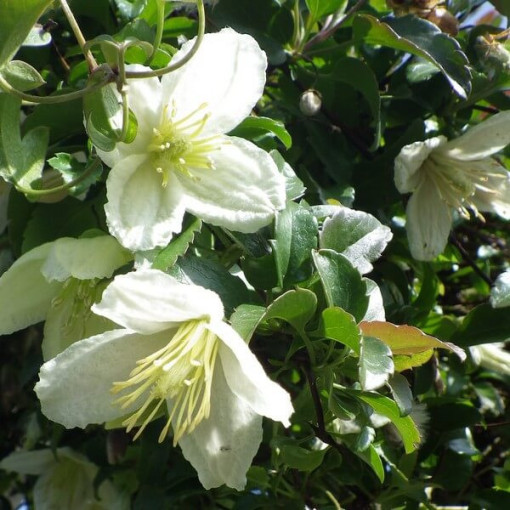 Clematis Cirrhosa 'Wisley Cream' pods. 2L
