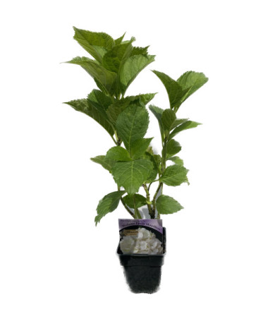 Dārza hortenzija 'Madame Emilie Mouillere' poda izmērs P9/C1