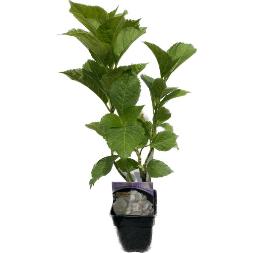 Dārza hortenzija 'Madame Emilie Mouillere' poda izmērs P9/C1