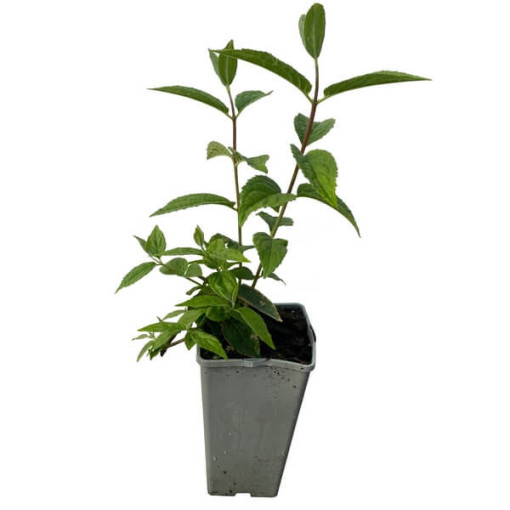 Hibrīda anemone 'Mont Rose' pods, P9/C1