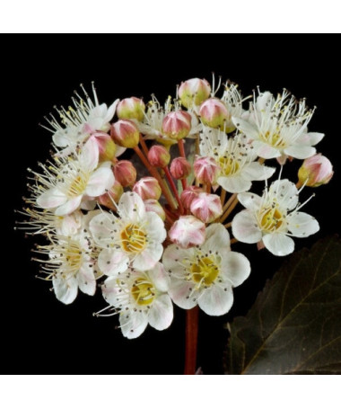 Viburnum opulus 'Red Baron' pods, P9/C1