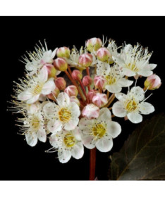 Viburnum opulus 'Red Baron' pods, P9/C1