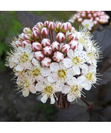 Viburnum opulus 'Red Baron' pods, P9/C1