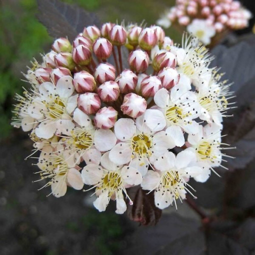Viburnum opulus 'Red Baron' pods, P9/C1